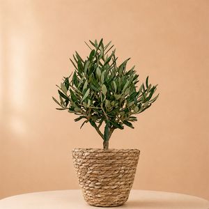 Olijfboom Struik 35cm + gratis mandje