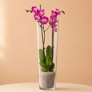 Rosa Orchidee in Vase