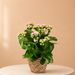 Kalanchoe H30