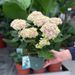 Hortensia magique rose