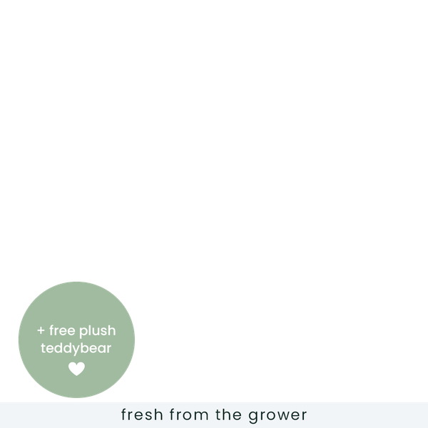 Send gift baskets Holland, Netherlands Regiobloemist