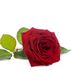 1 premium red rose