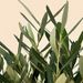 Olive tree shrub 35cm + free basket