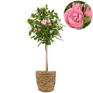 Sierlijke stamroos roze