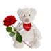 A red rose with teddy bear