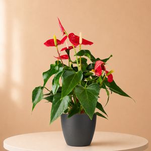 Flamingo plant | Anthurium 50cm