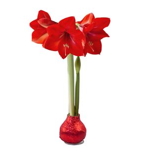 Amaryllis wax bol (rood glitter)