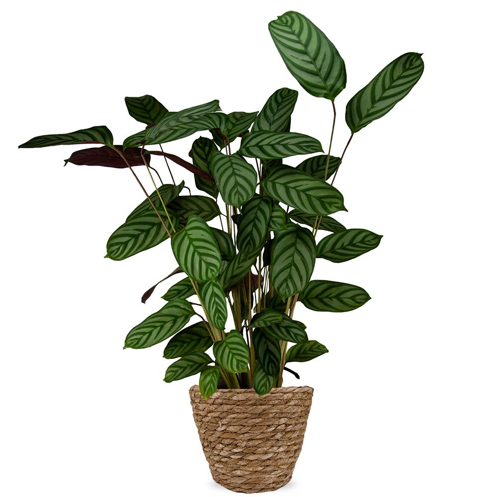 Calathea Compactstar 70cm