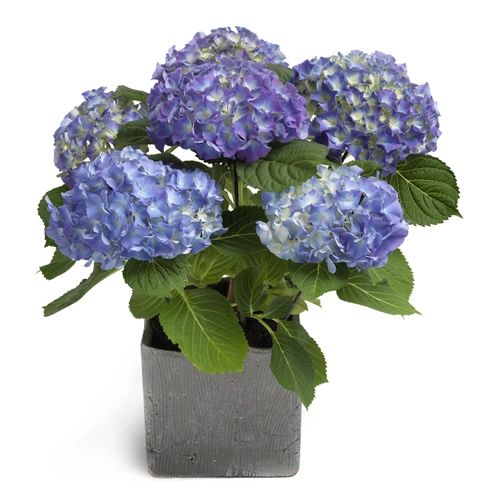 Heavenly blue hydrangea - Heavenly blue hydrangea delivery in Germany ...