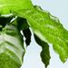 Calathea H30