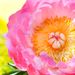 Dromerige roze pioenrozen