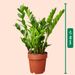 Emerald palm | Zamioculcas plant