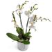 Milky white Orchid