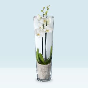 Weiße orchidee in Vase