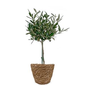 Olijfboom 50 cm + gratis mandje