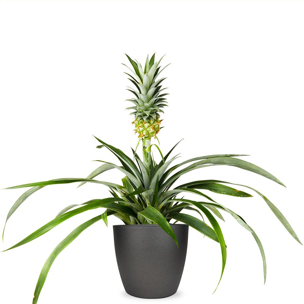 Order Pineapple plant | Regiobloemist.be