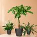 Pretty Green Plant Package