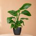 Strelitzia nicolai 60cm