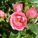Sierlijke stamroos roze