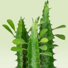 Euphorbia cactus