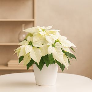 White poinsettia