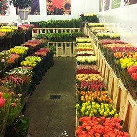 Gekoelde ruimte voor verse snijbloemen bij bloemenwinkel 'De Bloemenkas' Eindhoven