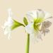 Amaryllis bulb white