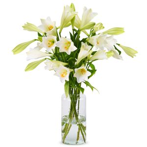 Lilies - White Heaven Lilies