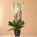 Witte orchidee (L)
