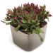 Fuchsia Cactus