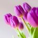 Boeket paarse tulpen