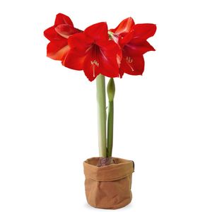 Amaryllis bulb red