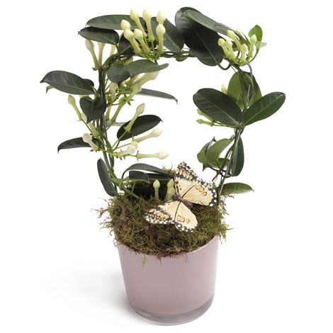 Stehende Stephanotis (Kranzschlinge) - frisch vom Zchter bestellen