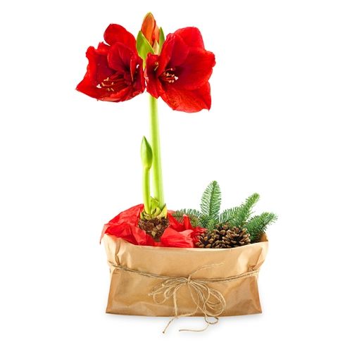 Cadeau rouge Amaryllis