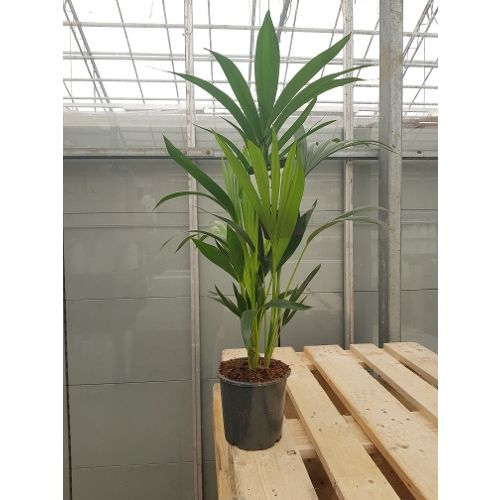 Plant op Maat