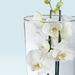 Weiße orchidee in Vase