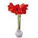 Amaryllis wax bol (wit)