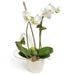Witte Phalaenopsis Orchidee in sierpot