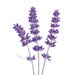 Lavendel paars + gratis duobak wit