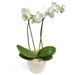 White Phalaenopsis Orchid in pot