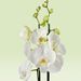 Witte orchidee