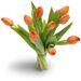 Bouquet of tulips in orange