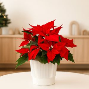 Red poinsettia with white pot