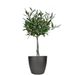 Olive tree 50cm + free planter