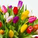 Bouquet of mixed tulips