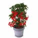 Ardisia crenata