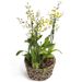 Gelbe Oncidium Orchidee