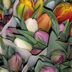 Tulpen bij John Flora Dongen