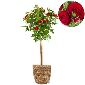 Sierlijke stamroos rood
