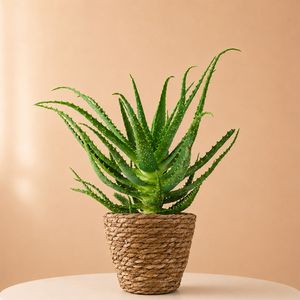 Aloe Arborescens